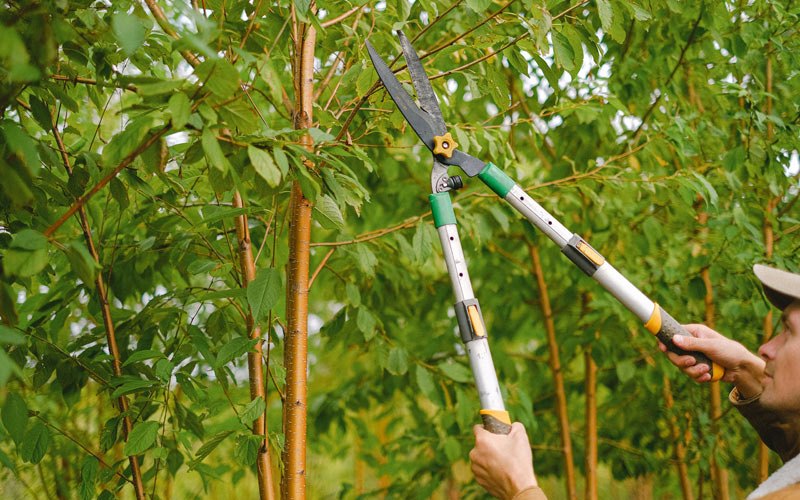 Tree trimming in Alliance, NE